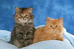 German Longhair kitten