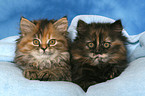 German Longhair kitten