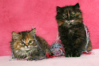 German Longhair kitten