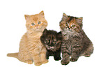 German Longhair kitten