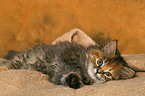 German Longhair kitten