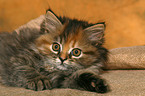 German Longhair kitten
