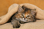 German Longhair kitten