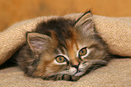 German Longhair kitten