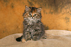 German Longhair kitten