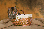 German Longhair kitten