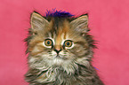 German Longhair kitten