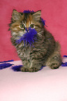 German Longhair kitten