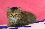 German Longhair kitten