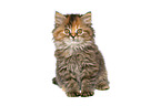 German Longhair kitten