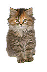 German Longhair kitten