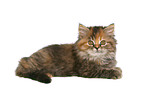 German Longhair kitten