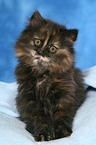 German Longhair kitten