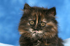 German Longhair kitten