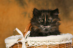 German Longhair kitten