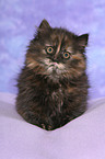 German Longhair kitten