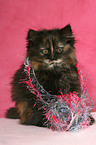 German Longhair kitten