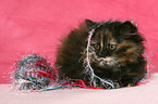 German Longhair kitten