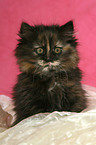 German Longhair kitten