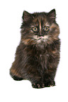 German Longhair kitten