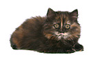 German Longhair kitten