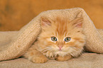 German Longhair kitten