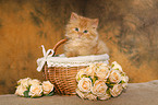 German Longhair kitten