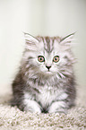 German Longhair Kitten
