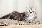 German Longhair Kitten