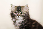 German Longhair Kitten