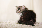 German Longhair Kitten