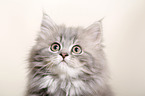 German Longhair Kitten