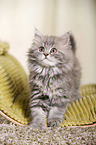 German Longhair Kitten