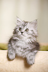 German Longhair Kitten