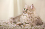 lying German Longhair Cat