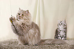 2 German Longhair Cats