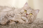 lying German Longhair Cat