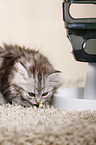 German Longhair Kitten