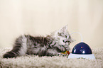 German Longhair Kitten