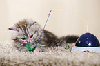 German Longhair Kitten
