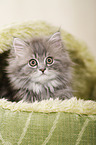 German Longhair Kitten