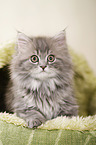 German Longhair Kitten