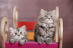 German Longhair Kitten