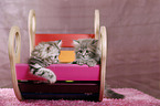 German Longhair Kitten