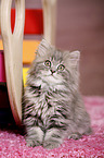 German Longhair Kitten