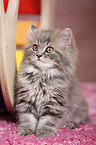 German Longhair Kitten