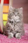 German Longhair Kitten