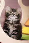 German Longhair Kitten