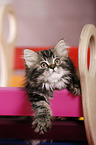 German Longhair Kitten