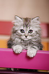 German Longhair Kitten
